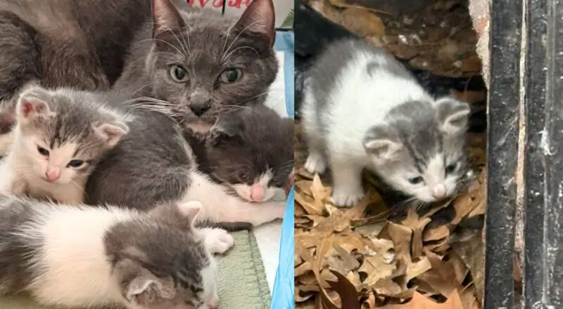 Cat and Kittens Live in Hole Between Buildings Until Neighbors Spot Them and Jump in to Help