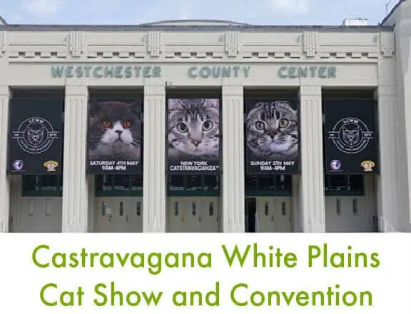 Catstravanga White Plains – A Cat Lover’s Weekend!