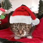 Christmas Eve 2023 Selfies | Lola The Rescued Cat