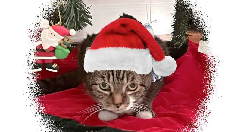 Christmas Eve 2023 Selfies | Lola The Rescued Cat