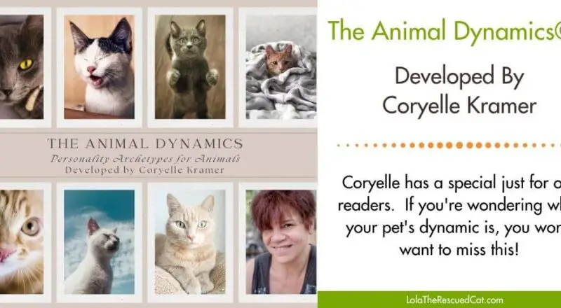 Coryelle Kramer’s Animal Dynamics Special