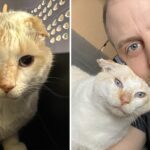 Feral to Family; Rescued ‘Blue Eyes’ Now Looks at Humans With Love Instead of Fear