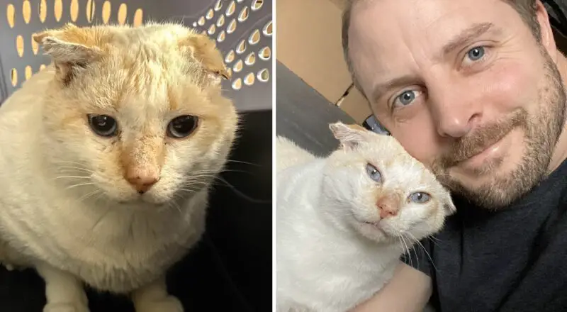 Feral to Family; Rescued ‘Blue Eyes’ Now Looks at Humans With Love Instead of Fear