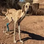 From Stray on the Streets to Shining Star: Sam’s Inspiring Recovery Journey