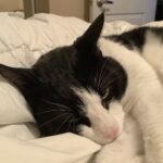 Gorgeous Aions Happy Tail! — Toronto Cat Rescue
