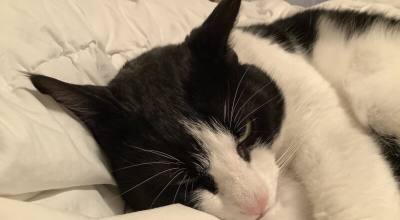 Gorgeous Aions Happy Tail! — Toronto Cat Rescue