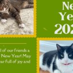 Happy New Year 2023! | Lola The Rescued Cat