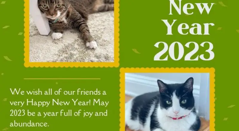 Happy New Year 2023! | Lola The Rescued Cat