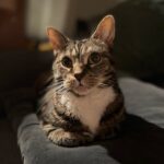 #HappyTail Abigail — Toronto Cat Rescue