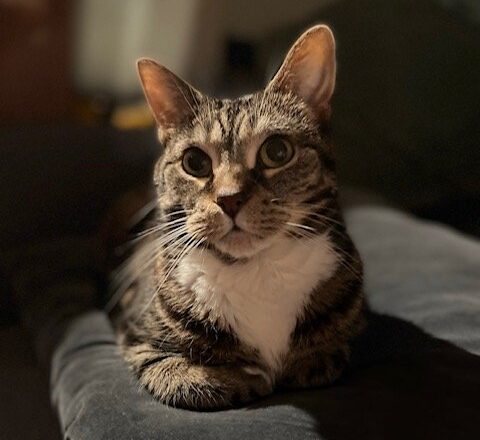 #HappyTail Abigail — Toronto Cat Rescue