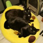 #HappyTail Bubba and Sparky — Toronto Cat Rescue