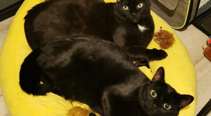 #HappyTail Bubba and Sparky — Toronto Cat Rescue
