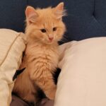 #HappyTail Casper — Toronto Cat Rescue