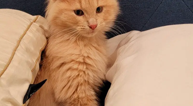 #HappyTail Casper — Toronto Cat Rescue #HappyTail Casper — Toronto Cat Rescue