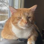 #HappyTail Charlie — Toronto Cat Rescue