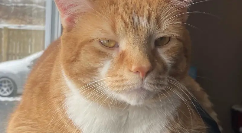 #HappyTail Charlie — Toronto Cat Rescue