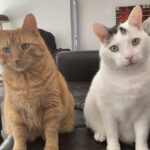 #HappyTail Cooper & Hunter — Toronto Cat Rescue