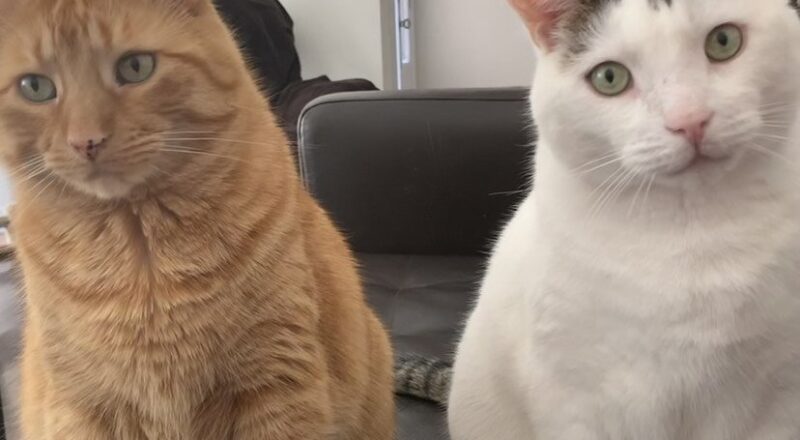#HappyTail Cooper & Hunter — Toronto Cat Rescue