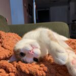#HappyTail Froot — Toronto Cat Rescue
