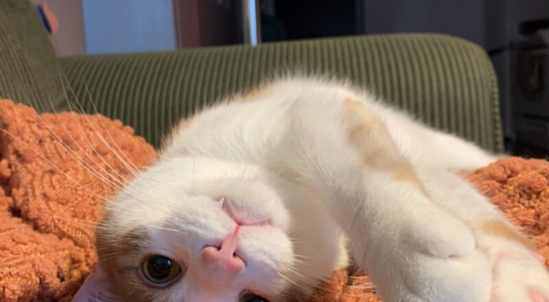 #HappyTail Froot — Toronto Cat Rescue