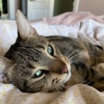 #HappyTail Gunther — Toronto Cat Rescue
