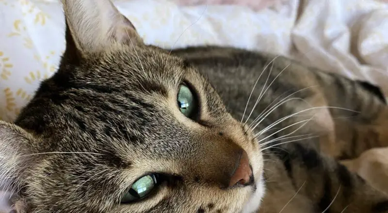 #HappyTail Gunther — Toronto Cat Rescue #HappyTail Gunther — Toronto Cat Rescue