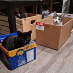 #HappyTail Iris & Siri — Toronto Cat Rescue