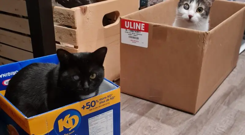 #HappyTail Iris & Siri — Toronto Cat Rescue