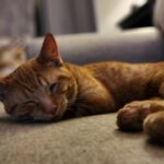 #HappyTail Mango — Toronto Cat Rescue