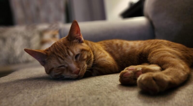 #HappyTail Mango — Toronto Cat Rescue