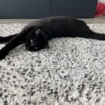 #HappyTail Maple — Toronto Cat Rescue
