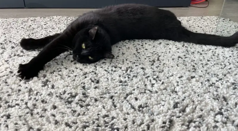 #HappyTail Maple — Toronto Cat Rescue