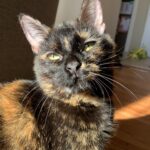 #HappyTail Marlee — Toronto Cat Rescue