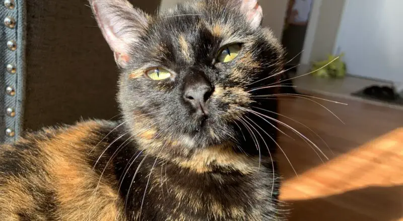 #HappyTail Marlee — Toronto Cat Rescue