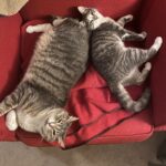 #HappyTail Phoebe & Korra — Toronto Cat Rescue