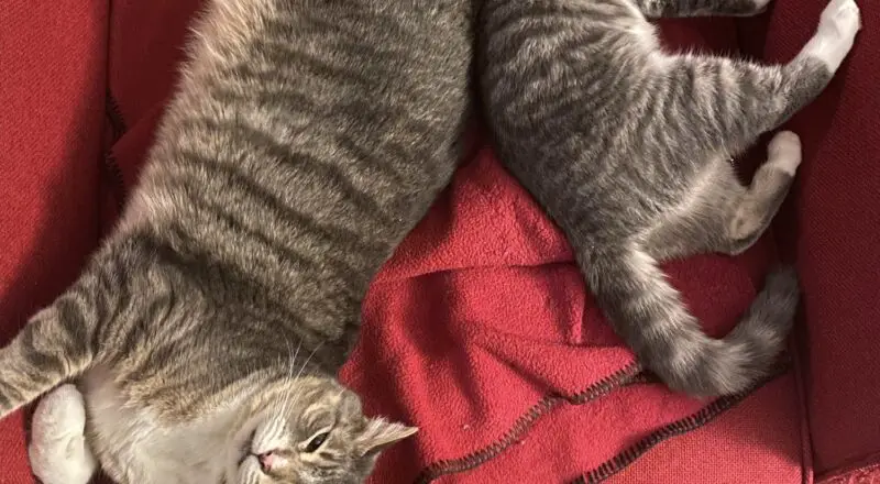 #HappyTail Phoebe & Korra — Toronto Cat Rescue