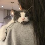 #HappyTail Riley — Toronto Cat Rescue