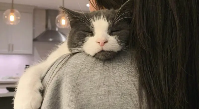 #HappyTail Riley — Toronto Cat Rescue #HappyTail Riley — Toronto Cat Rescue