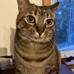 #HappyTail Sawyer — Toronto Cat Rescue