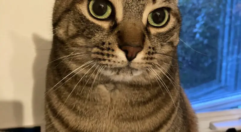 #HappyTail Sawyer — Toronto Cat Rescue #HappyTail Sawyer — Toronto Cat Rescue