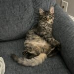 #HappyTail Smoky