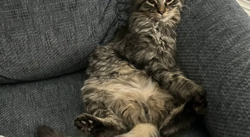 #HappyTail Smoky