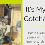 It’s My 12th Gotcha Day! And I’m Raising Money for Rescue!