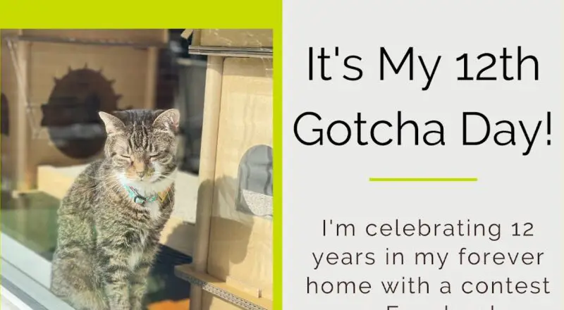 It’s My 12th Gotcha Day! And I’m Raising Money for Rescue!