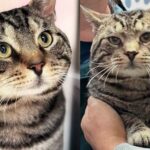 Kind People Went to Help Street Cats from a Community and Came Across One that was Unlike the Others