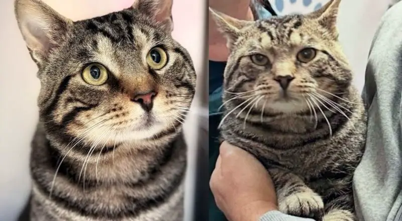 Kind People Went to Help Street Cats from a Community and Came Across One that was Unlike the Others