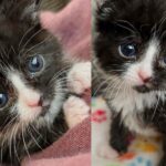 Kitten Appears Outside Sports Stadium, Within 24 Hours Indoors, She Becomes Quite a Charmer