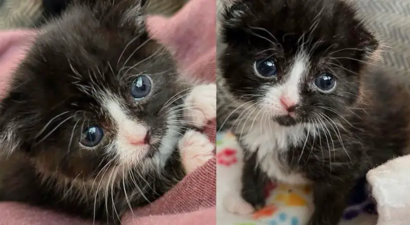 Kitten Appears Outside Sports Stadium, Within 24 Hours Indoors, She Becomes Quite a Charmer