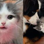Kitten, Though Mostly Fur, Has Heart of Lion, from Being Taken in Alone to Now Running the House Like a Boss