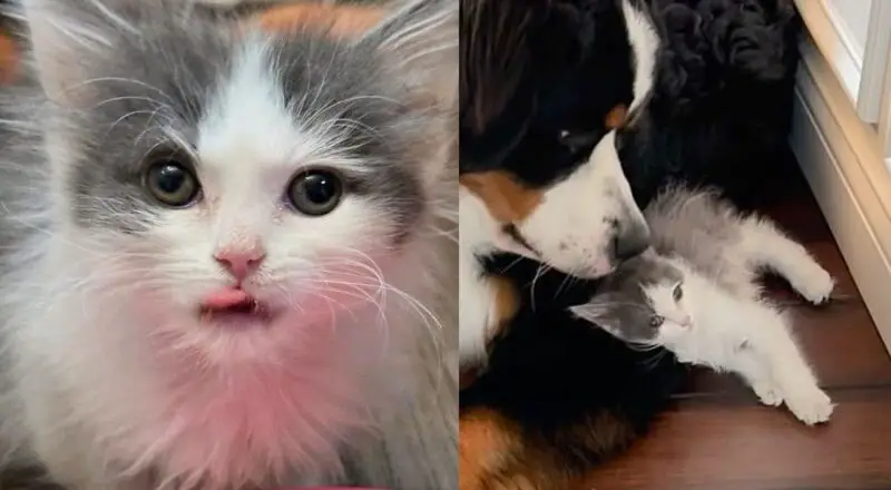 Kitten, Though Mostly Fur, Has Heart of Lion, from Being Taken in Alone to Now Running the House Like a Boss